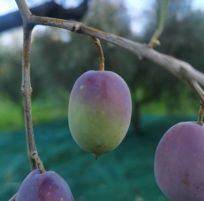 Produzione Olio Mantella